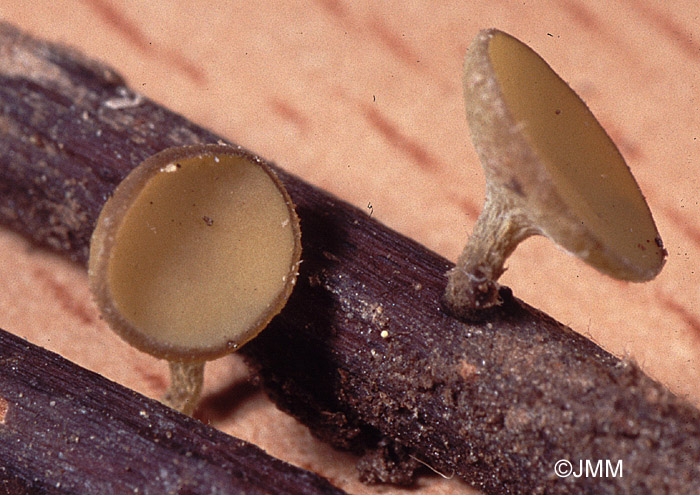 Lanzia luteovirescens = Rutstroemia luteovirescens