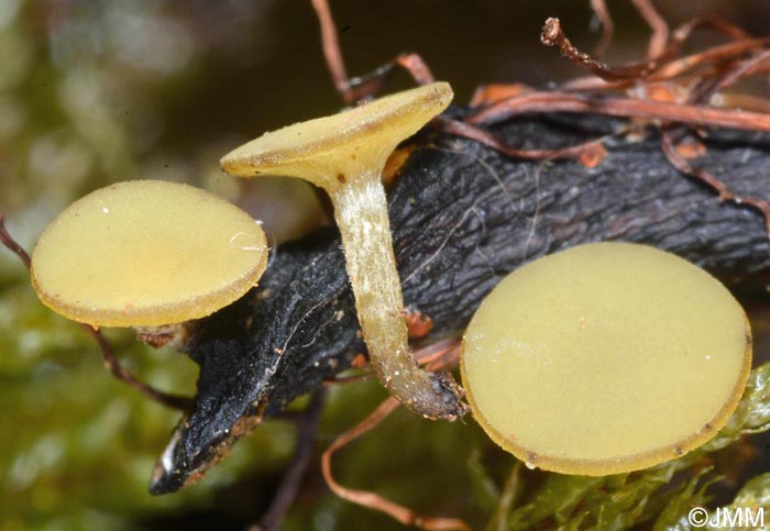 Lanzia luteovirescens = Rutstroemia luteovirescens