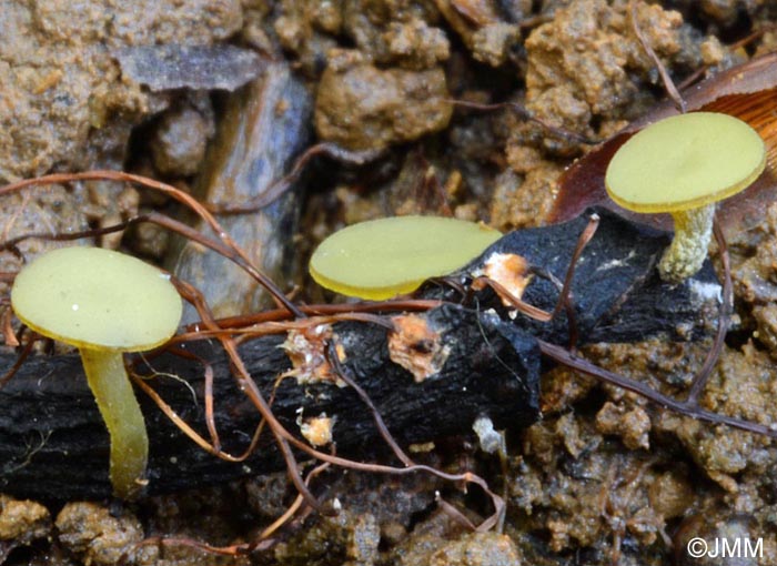 Lanzia luteovirescens = Rutstroemia luteovirescens