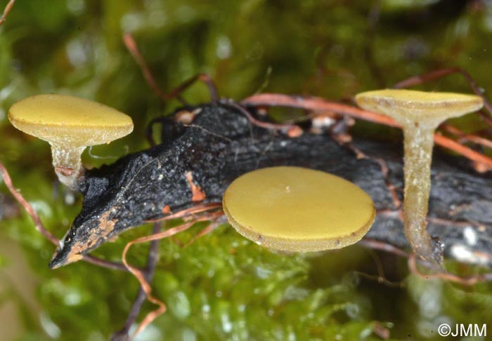 Lanzia luteovirescens = Rutstroemia luteovirescens