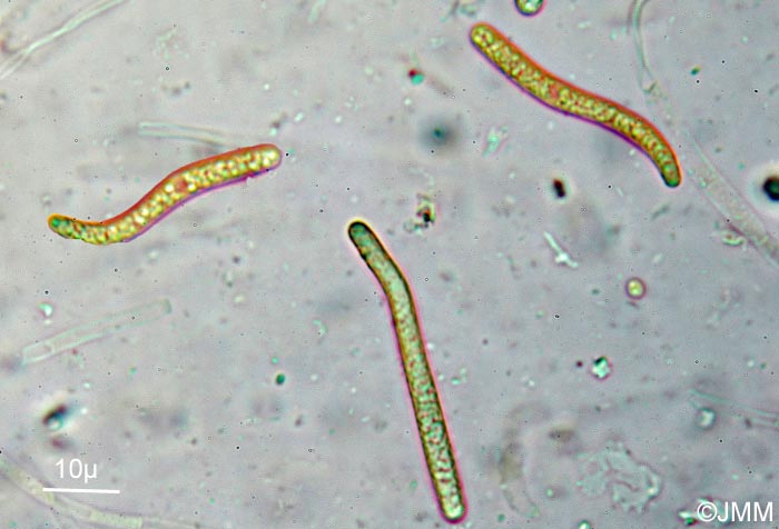 Lasiosphaeria ovina : spores