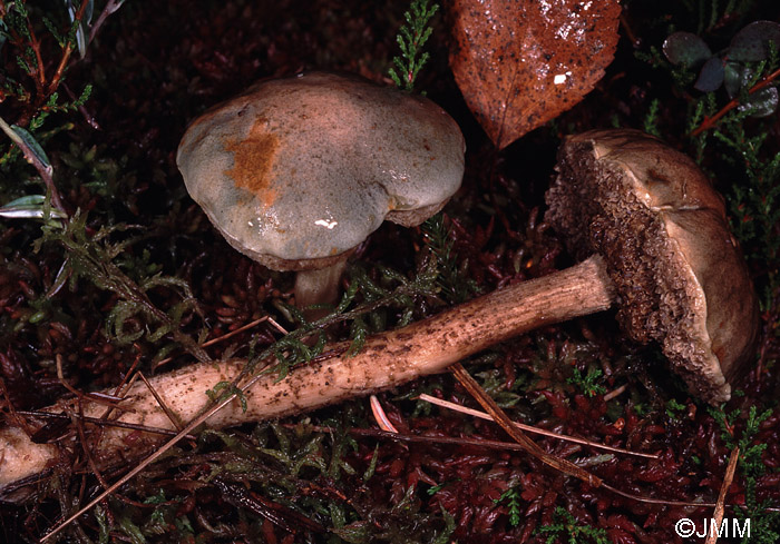 Leccinum aerugineum 