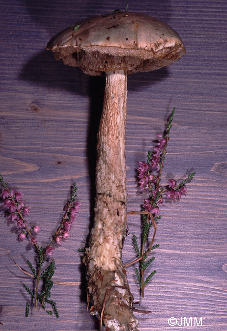 Leccinum aerugineum