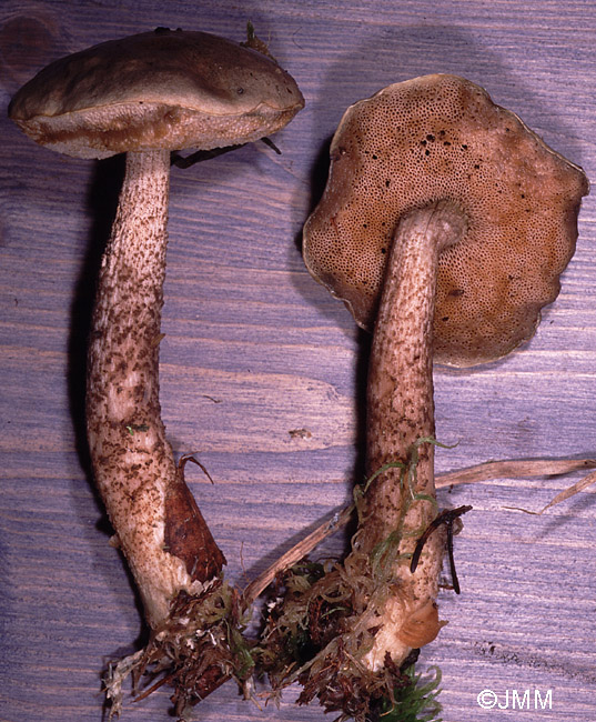 Leccinum aerugineum