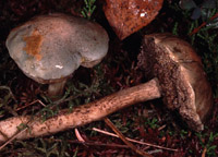 Leccinum aerugineum