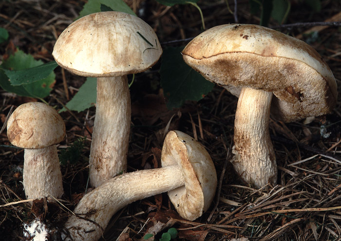 Leccinum alboroseolum