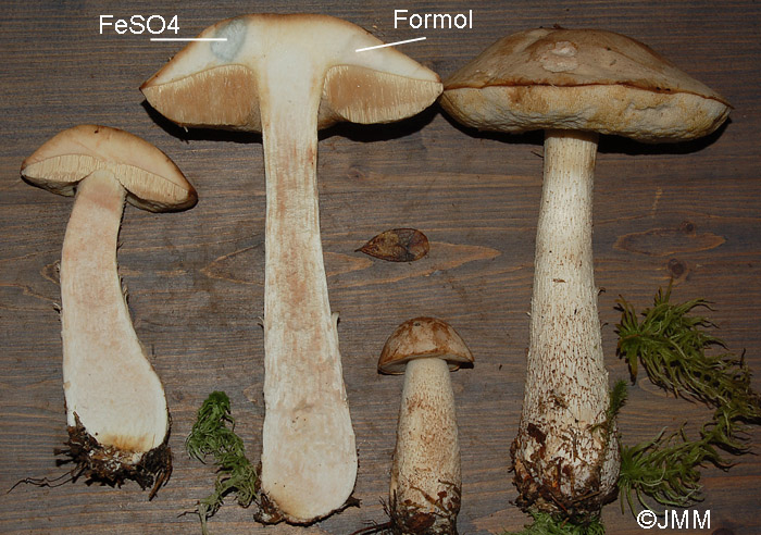 Leccinum alboroseolum