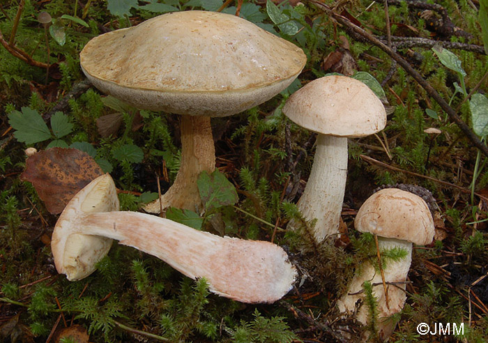 Leccinum alboroseolum