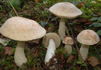 Leccinum alboroseolum