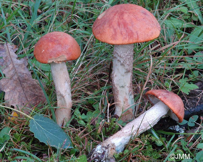 Leccinum aurantiacum = Leccinum quercinum