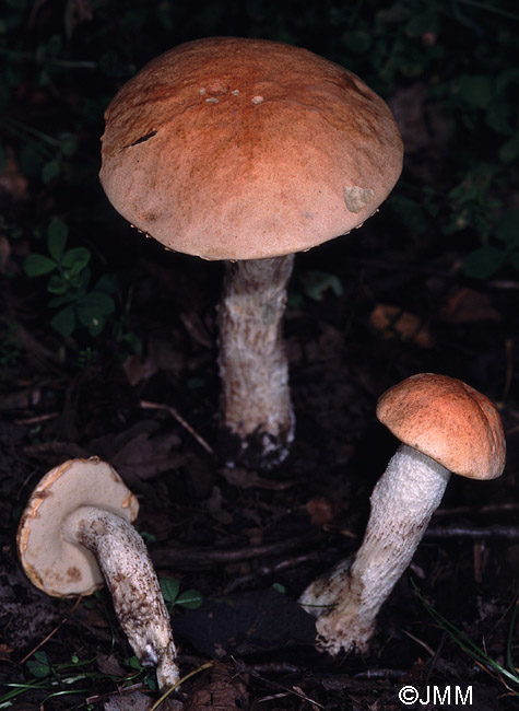 Leccinum albostipitatum = Leccinum aurantiacum ss. auct.