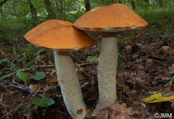 Leccinum albostipitatum = Leccinum aurantiacum ss. auct.