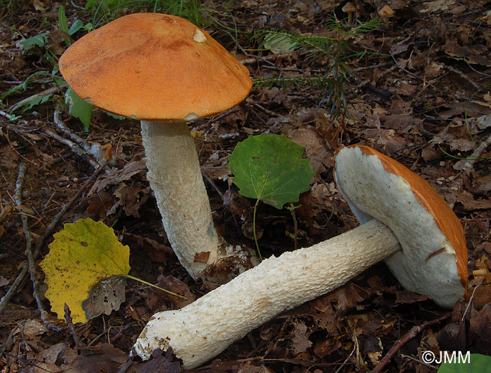 Leccinum albostipitatum = Leccinum aurantiacum ss. auct.