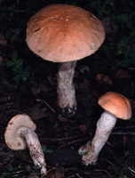 Leccinum albostipitatum