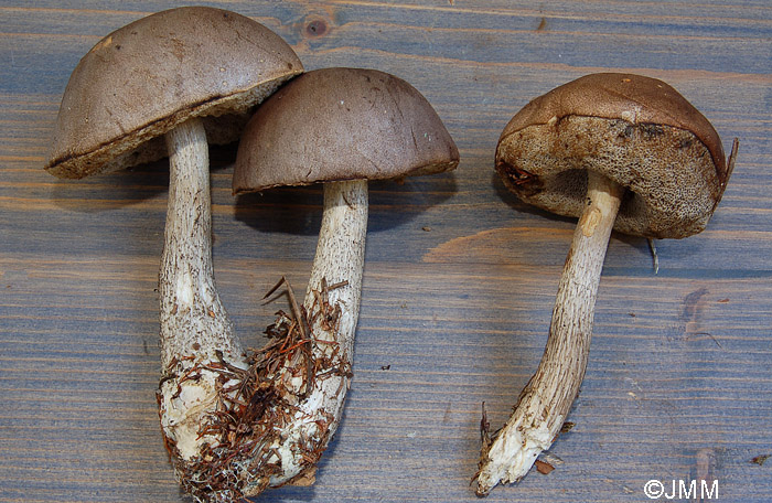 Leccinum brunneogriseolum var. brunneogriseolum