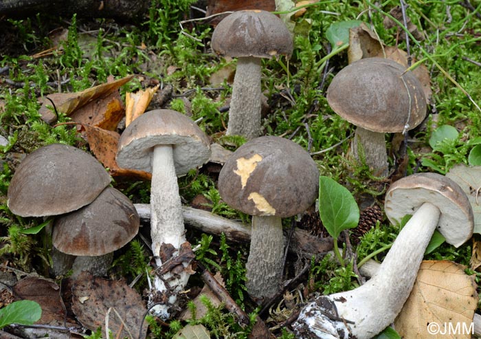 Leccinum brunneogriseolum var. brunneogriseolum