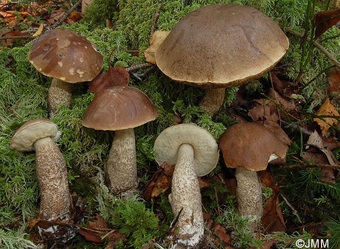 Leccinum brunneogriseolum var. pubescentium