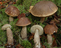 Leccinum brunneogriseolum var. pubescentium