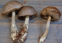 Leccinum brunneogriseolum var. brunneogriseolum