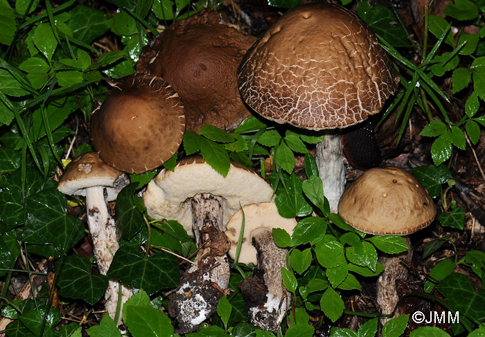 Leccinum carpini