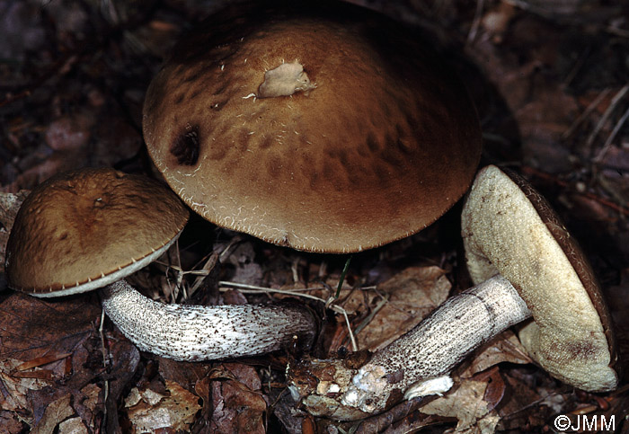 Leccinum carpini