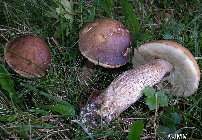 Leccinum carpini