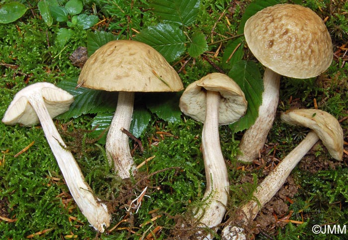 Leccinum carpini