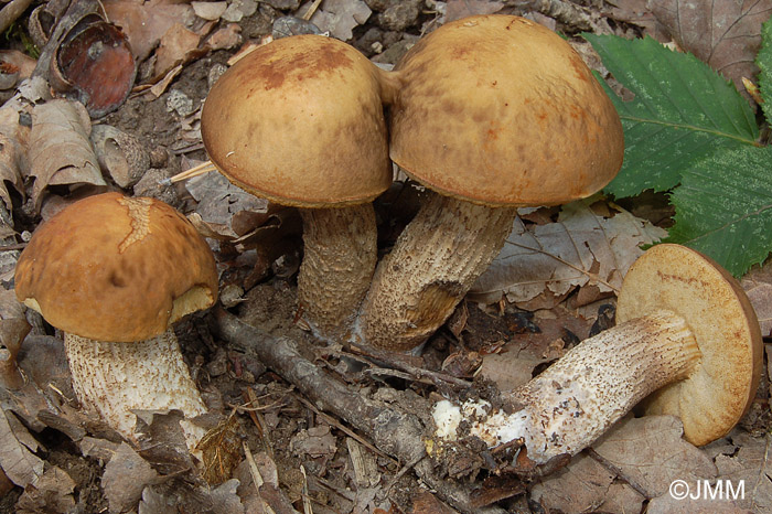 Leccinum carpini