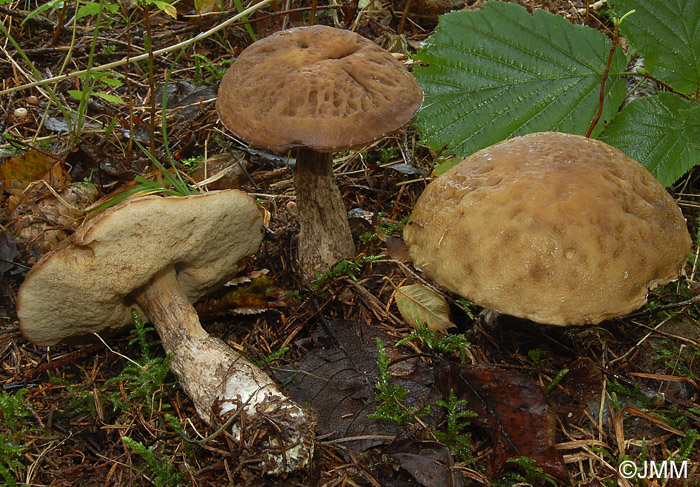 Leccinum carpini