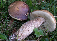 Leccinum carpini