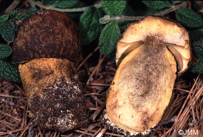 Leccinum corsicum