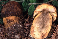 Leccinum corsicum