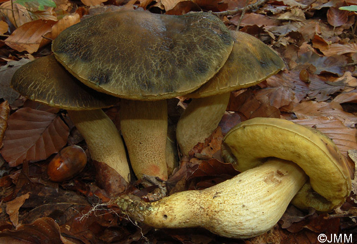 Leccinum crocipodium