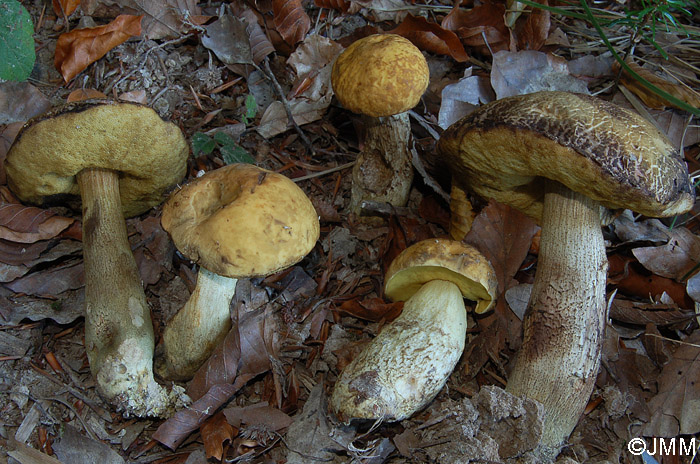 Leccinum crocipodium