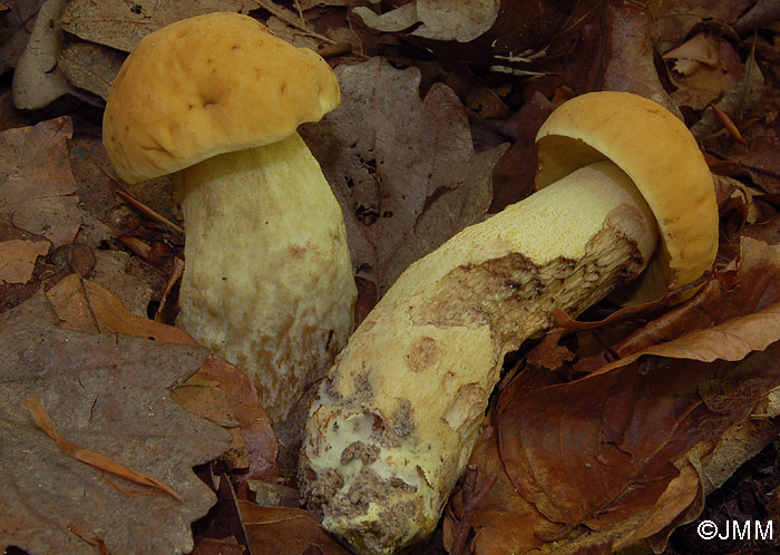 Leccinum crocipodium