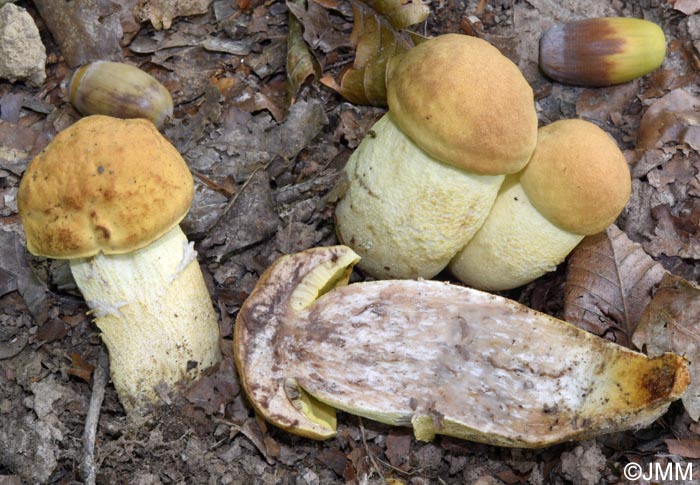 Leccinum crocipodium