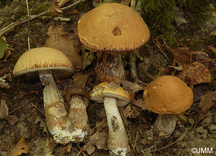 Leccinum crocipodium