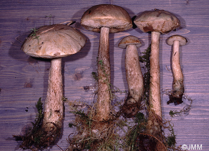 Leccinum cyaneobasileucum