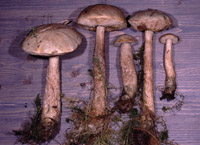 Leccinum cyaneobasileucum