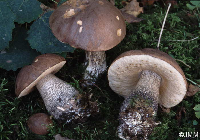 Leccinum duriusculum