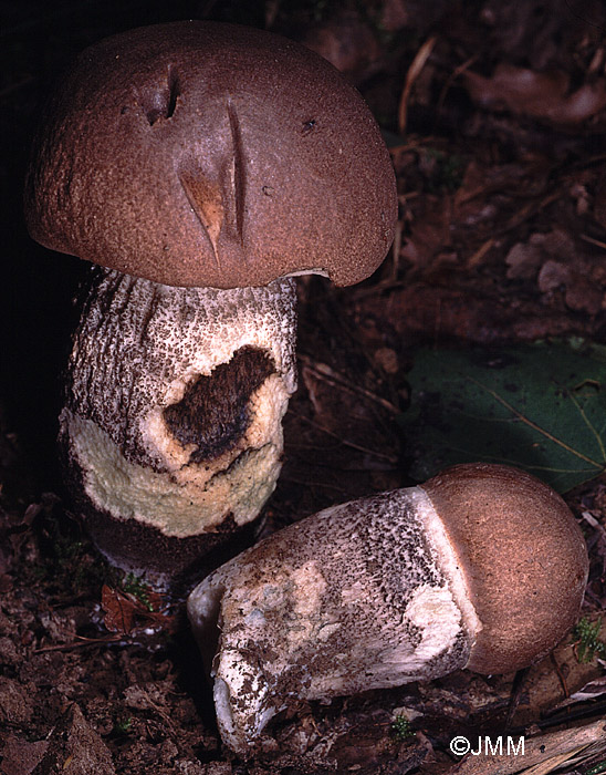 Leccinum duriusculum f. robustum