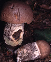 Leccinum duriusculum f. robustum