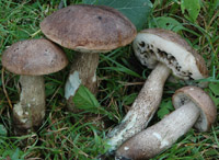 Leccinum duriusculum