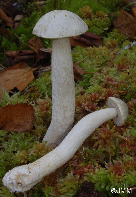 Leccinum holopus