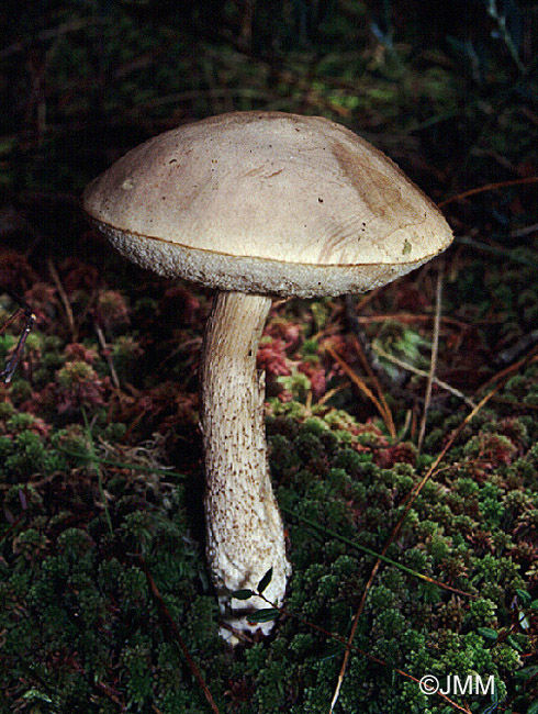 Leccinum holopus