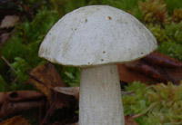 Leccinum holopus