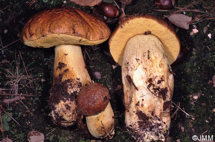 Leccinum lepidum