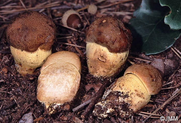 Leccinum lepidum