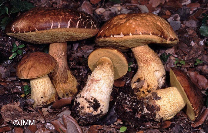 Leccinum lepidum