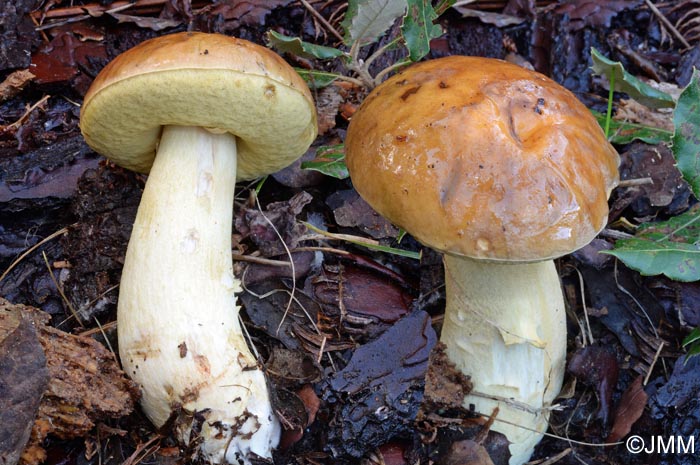 Leccinum lepidum